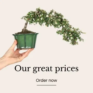 Bonsai at a low price